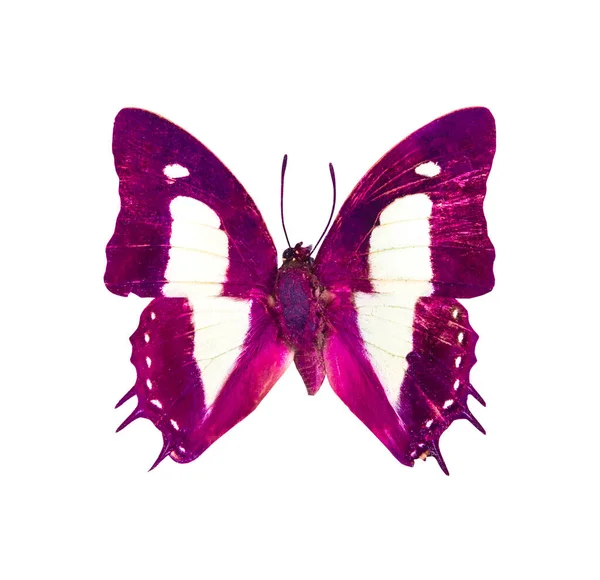 Papillon Violet Isolé Sur Fond Blanc — Photo