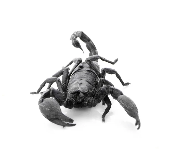 Kaiser Skorpion Pandinus Imperator Weißer Hintergrund — Stockfoto