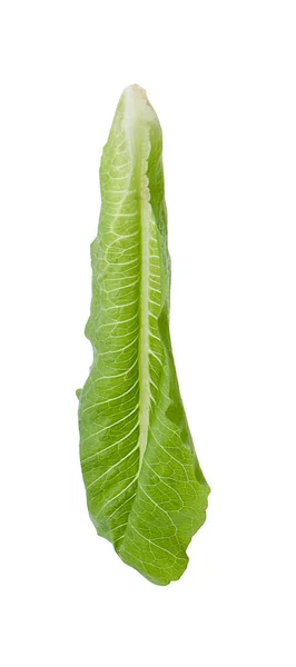 Bok Choy Groente Geïsoleerd Witte Achtergrond — Stockfoto