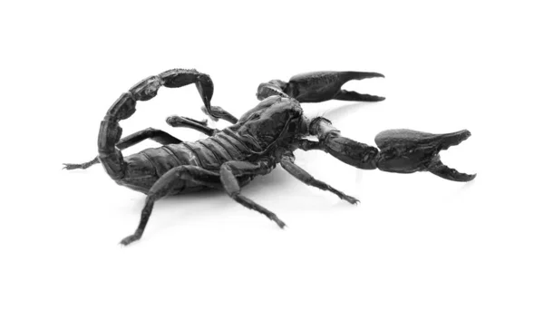 Cesarz Skorpion Izolowany Białym Tle — Zdjęcie stockowe