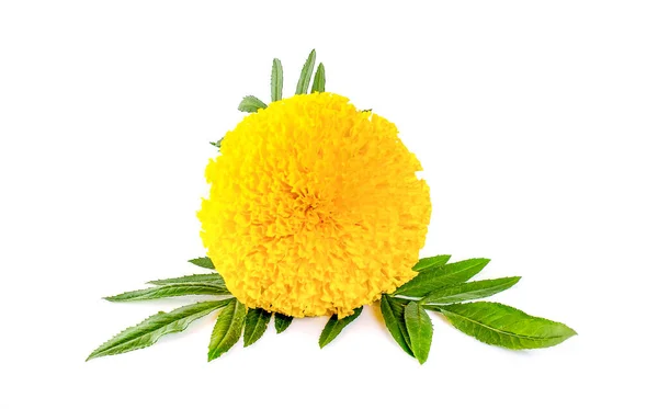 Marigolds Virágok Elszigetelt Fehér Backgroun — Stock Fotó
