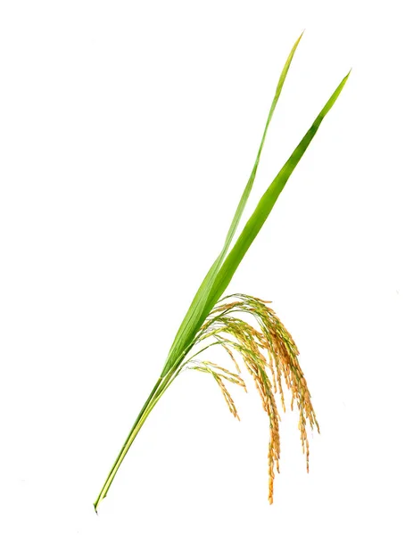 Uszy Ryżu Izolowane Białym Tle — Zdjęcie stockowe