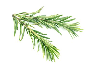 Beyaz arka planda izole edilmiş taze yeşil biberiye dalları