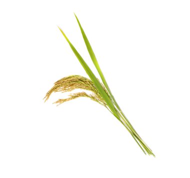 organik çeltik pilavı, çeltik kulağı, Tayland yasemin pirinci, beyaz arka planda izole edilmiş.