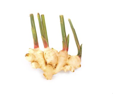 Beyaz zemin üzerinde izole edilmiş taze galangal rhizome, (Alpinia galanga)