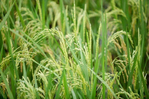 Close Green Paddy Rice Green Ear Rice Paddy Rice Field — Stock Photo, Image
