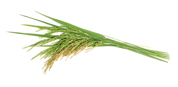 Ryż Niełuskany Organiczny Ucho Ryżowe Uszy Tajskiego Ryżu Jaśminowego Izolowane — Zdjęcie stockowe