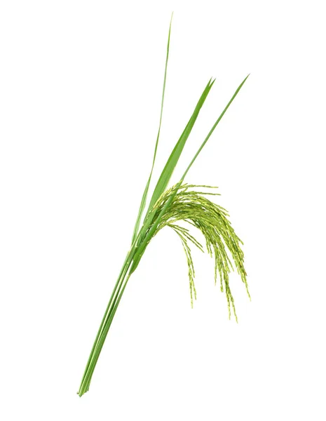 Arroz Con Cáscara Verde Aislado Sobre Fondo Blanco — Foto de Stock