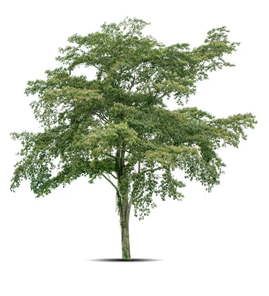 Piękne Zielone Drzewo Białym Tle Wysokiej Rozdzielczości — Zdjęcie stockowe