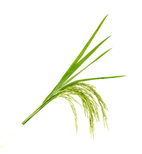 Green Paddy Rice Isolated White Background — Stock Photo, Image