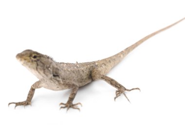 Beyaz arkaplanda Tayland bukalemunu