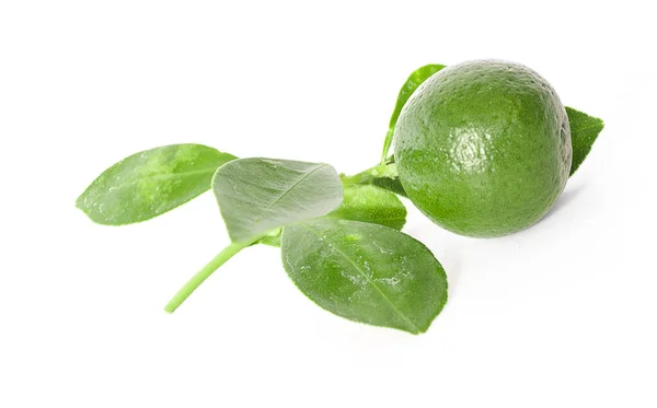 Lime Juteuse Isolée Sur Fond Blanc — Photo