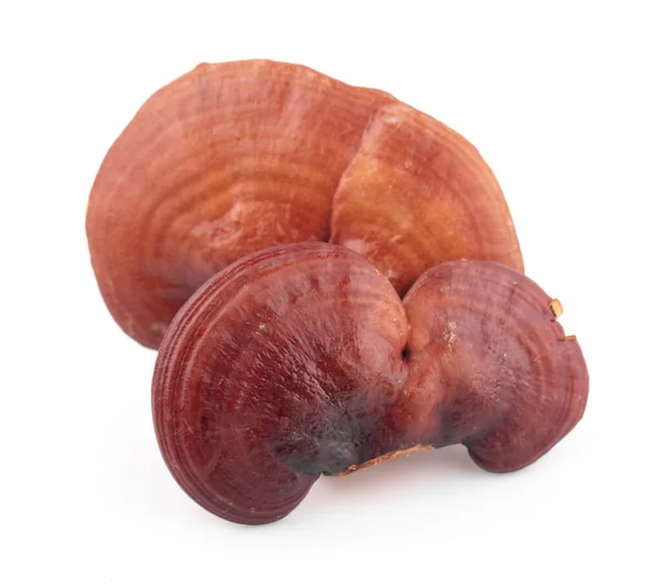 Lingzhi Mantar Ganoderma Lucidum beyaz arka planda izole edildi