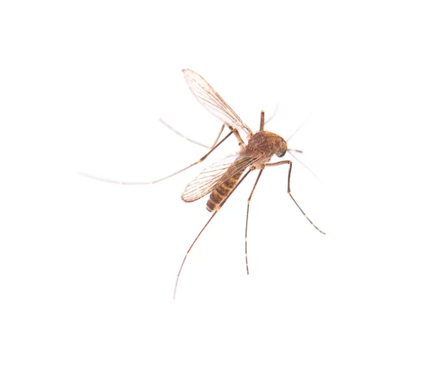 Nyamuk Diisolasi Pada Latar Belakang Putih — Stok Foto