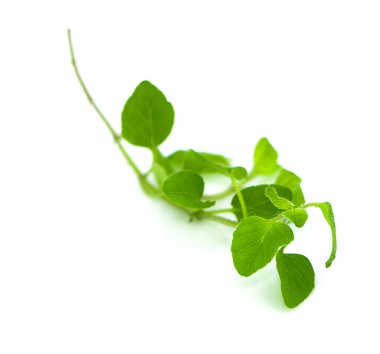 Beyaz arkaplanda su teresi izole edildi