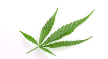 Beyaz arkaplanda marihuana yaprağı izole