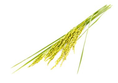 Beyaz arka planda yalıtılmış çeltik pirinci