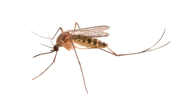 Комар Ізольований Білому Тлі — стокове фото