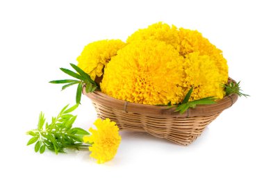 Marigold çiçeği beyaz arkaplanda izole edilmiş.