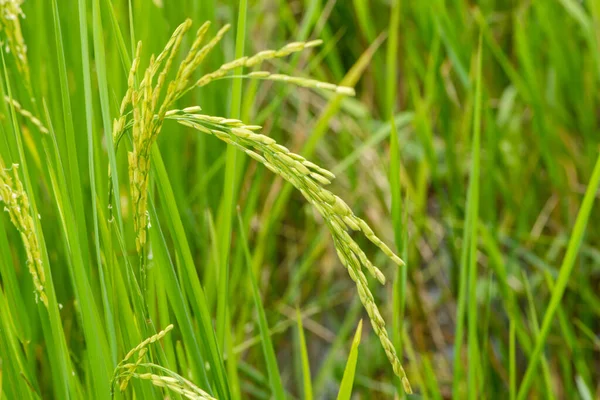 Nahaufnahme Von Grünem Reis Grüne Reisohr Reisfeld Unter Sonnenaufgang Blur — Stockfoto