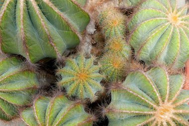kaktüs leziz bir tencerede Grubu'nun Üstten Görünüm.