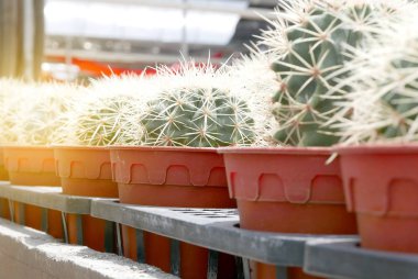 Kaktüs etli üst üste tencerede bir grup.