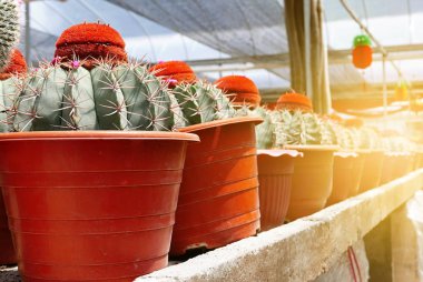 Kaktüs etli üst üste tencerede bir grup.