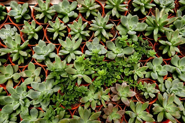 Vista Dall Alto Varietà Cactus Una Pentola — Foto Stock