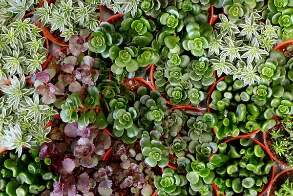 Vista Dall Alto Varietà Cactus Una Pentola — Foto Stock