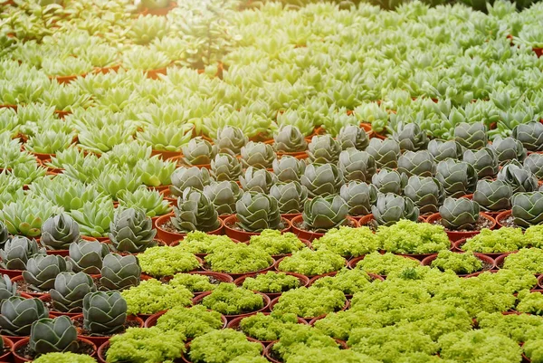 Vista Dall Alto Varietà Cactus Una Pentola — Foto Stock