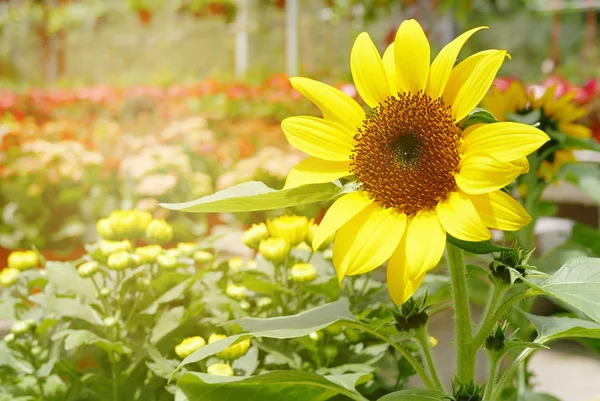 Sunflowers Blooming Garden — Stock Photo, Image