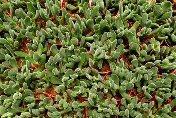 Pohled Shora Skupiny Sukulentní Kaktus Květináči — Stock fotografie