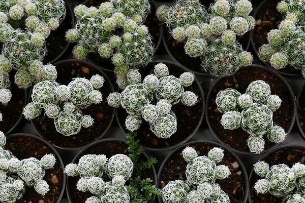 Vista Dall Alto Gruppo Cactus Succulenti Una Pentola — Foto Stock