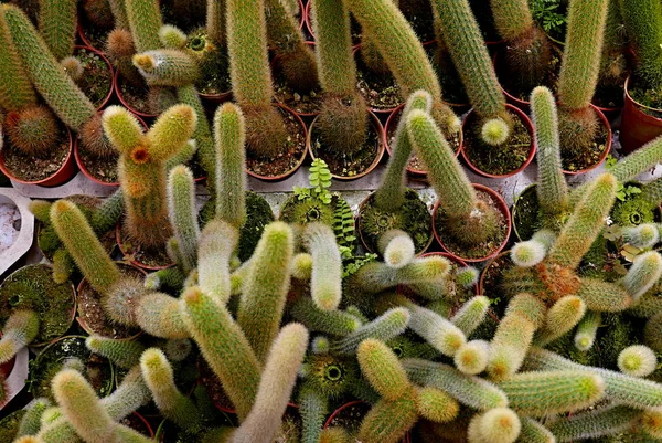 Vista Dall Alto Gruppo Cactus Succulenti Una Pentola — Foto Stock