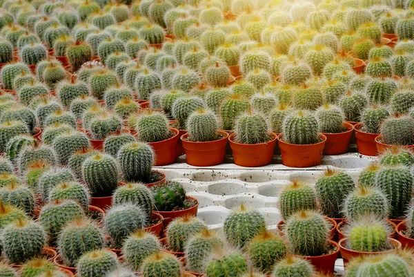 Vista Dall Alto Gruppo Cactus Succulenti Una Pentola — Foto Stock