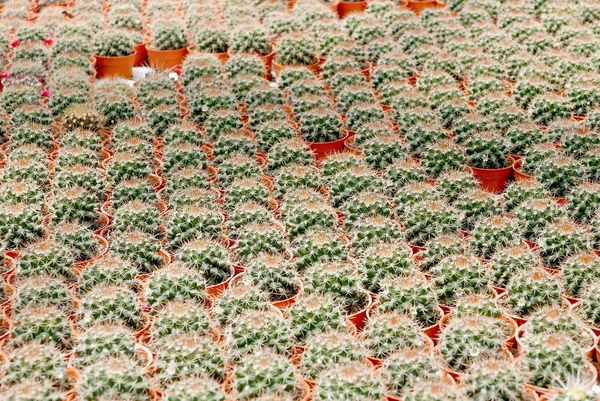 Tilikan Atas Dari Grup Kaktus Lezat Dalam Pot — Stok Foto