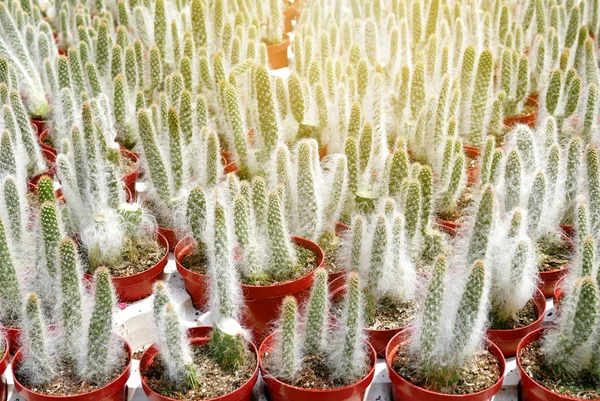 Vista Dall Alto Gruppo Cactus Succulenti Una Pentola — Foto Stock