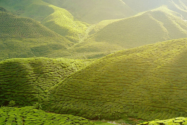 Великолепный вид ландшафта чайной плантации Кэмеронского нагорья Паханг Малайзия.
.