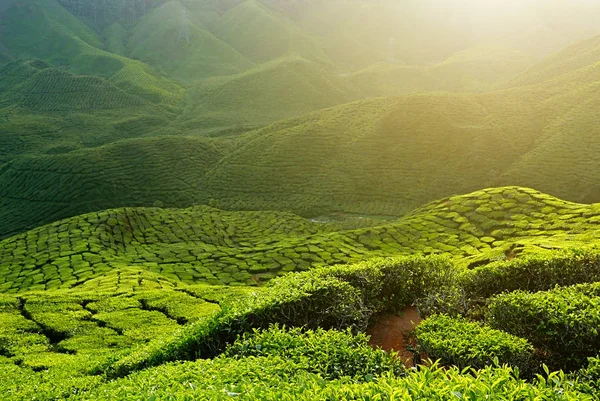 Majestic view of landscape of tea plantation of Cameron Highlands Pahang Malaysia.Background or backdrop of nature or agriculture.