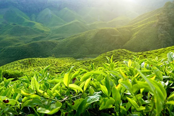 Görkemli manzara çay plantasyon Cameron Highlands Pahang Malezya görünümünü.