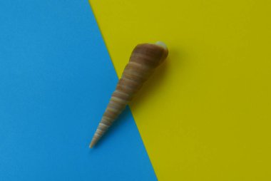 Mavi ve sarı olan iki renk arkaplan üzerindeki deniz kabuğunun üst görünümü.