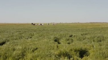 Zebralar sürüsü içinde bozkır otlatma. Çim rüzgarla hareket ediyor.