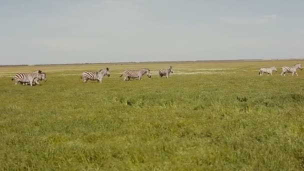 Eine Herde Zebras grast in der Steppe. Gras bewegt sich im Wind. — Stockvideo