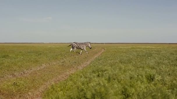 Un troupeau de zèbres paissent dans la steppe. L'herbe se déplace sur le vent . — Video