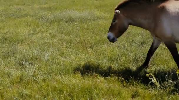 Przewalski-Pferd läuft vor Gruppe von Zebras, die in der Steppe grasen. — Stockvideo