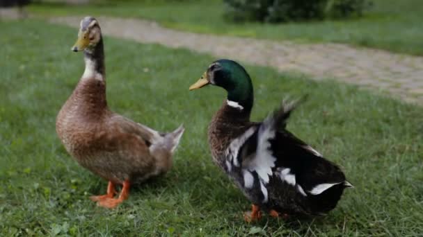 Pato e arrastar em uma grama verde ao lado de um caminho de paralelepípedos no parque. Os patos estão a falar . — Vídeo de Stock