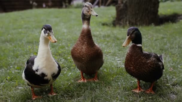 Two ducks and drake on a green grass. Drake is cleaning his feather. Two ducks and drake are speaking in a park. — Stock Video