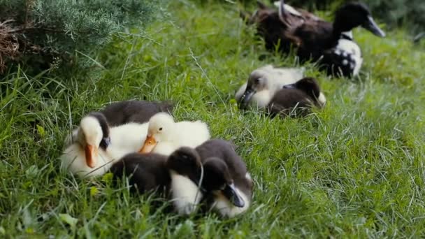 Утка-матка и утята лежат на зеленой траве в парке — стоковое видео