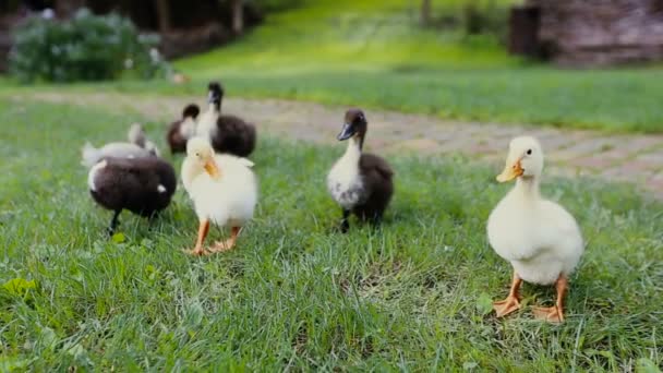 Close-up van kuikens en moeder mallard Duck op een groene gras naast een geplaveide weg in een park — Stockvideo