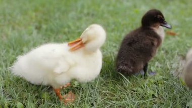 İki ördek yavrusu bir parkta yeşil çimenlerin üzerinde kendi tüy temizleme closeup.